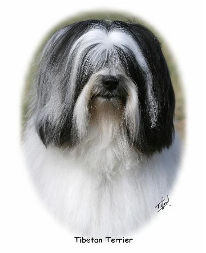 Tibetan Terrier 9Y407D-250.jpg